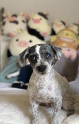 Lost Male Dog last seen Santa Fe Springs & Mulberry, Whittier, CA 90602