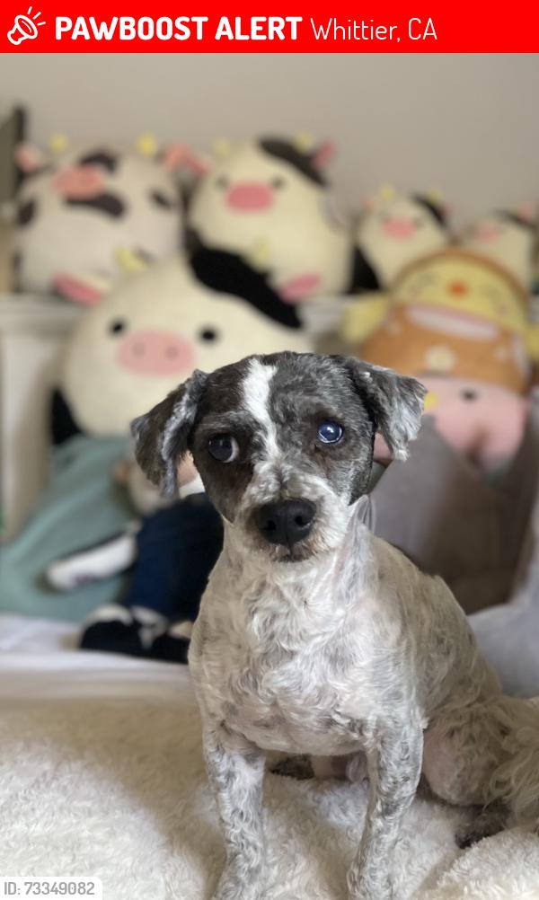 Lost Male Dog last seen Santa Fe Springs & Mulberry, Whittier, CA 90602