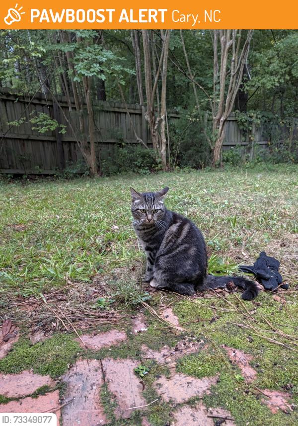 Found/Stray Female Cat last seen Cary parkway and Old Apex rd, Cary, NC 27513