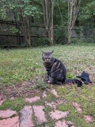 Found/Stray Female Cat last seen Cary parkway and Old Apex rd, Cary, NC 27513