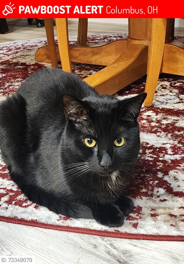 Lost Male Cat last seen Brittany place cndmniums, Columbus, OH 43221