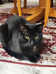 Lost Male Cat last seen Brittany place cndmniums, Columbus, OH 43221