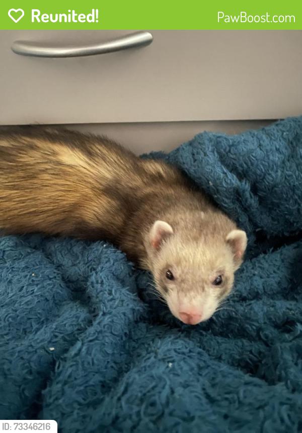 Reunited Male Ferret last seen Mays Avenue, Carlton, England NG4 1AS
