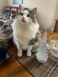 Reunited Male Cat last seen Homeview Rd/ Ansondale Rd, London, ON N6C 5J4