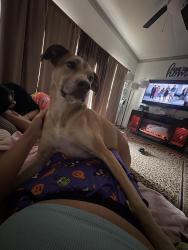 Reunited Female Dog last seen Jack elementary, Tyler, TX 75703