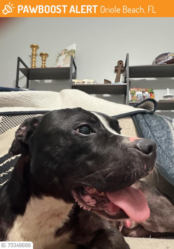 Found/Stray Male Dog last seen 191A/Hwy 98, Oriole Beach, FL 32563