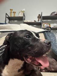 Found/Stray Male Dog last seen 191A/Hwy 98, Oriole Beach, FL 32563