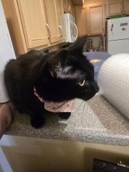 Reunited Male Cat last seen Madrona Park, Olympia, WA 98513
