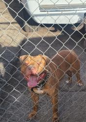 Lost Male Dog last seen Kedzie 159th street, Markham, IL 60428