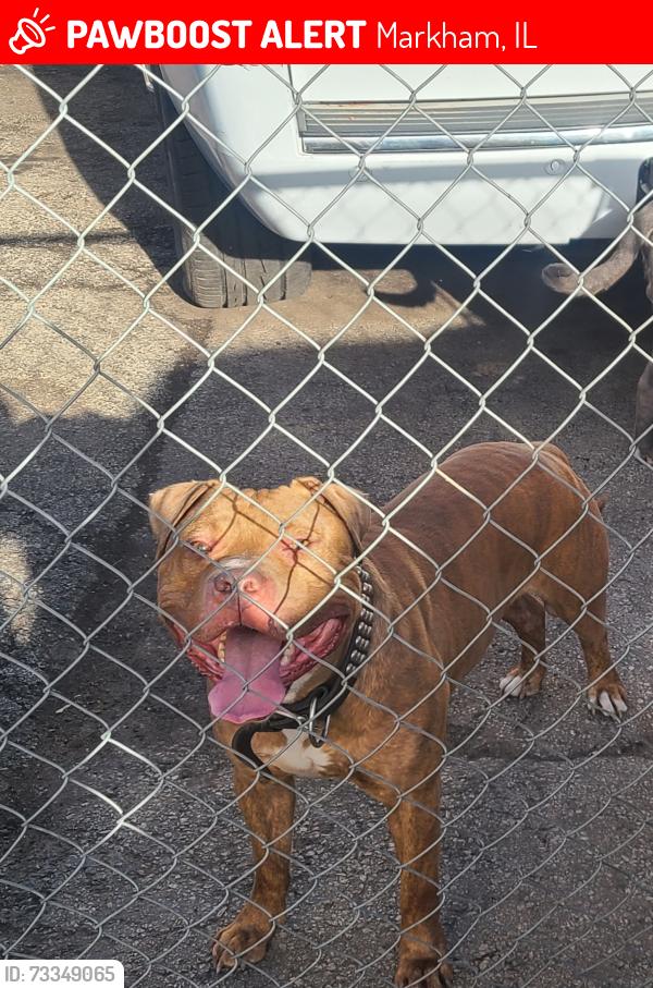 Lost Male Dog last seen Kedzie 159th street, Markham, IL 60428