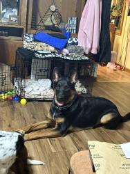 Found/Stray Male Dog last seen Van Atta Park Vandalia, Ohio, Dayton, OH 45414