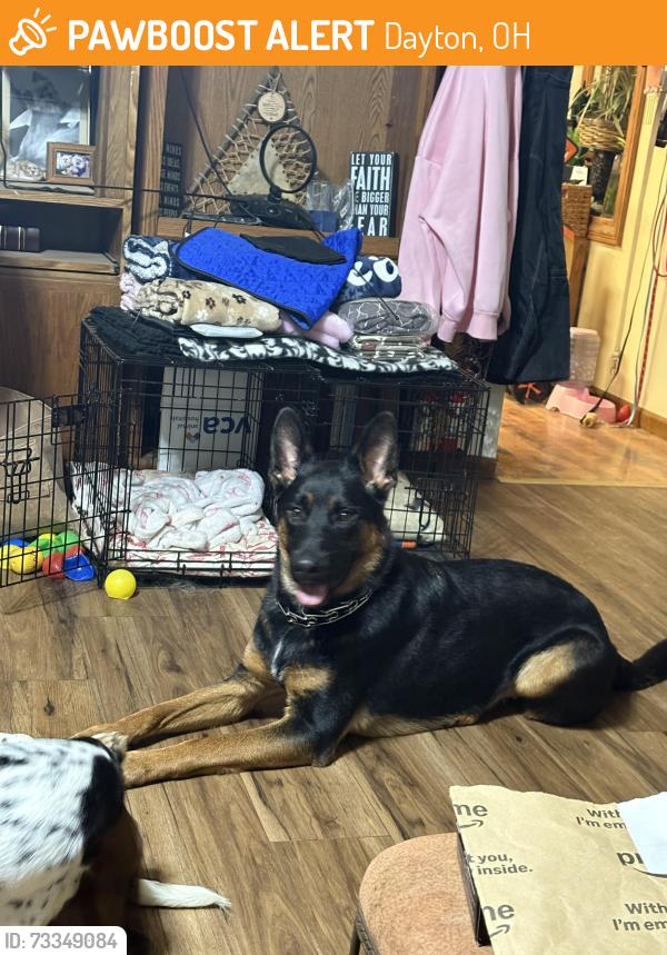 Found/Stray Male Dog last seen Van Atta Park Vandalia, Ohio, Dayton, OH 45414