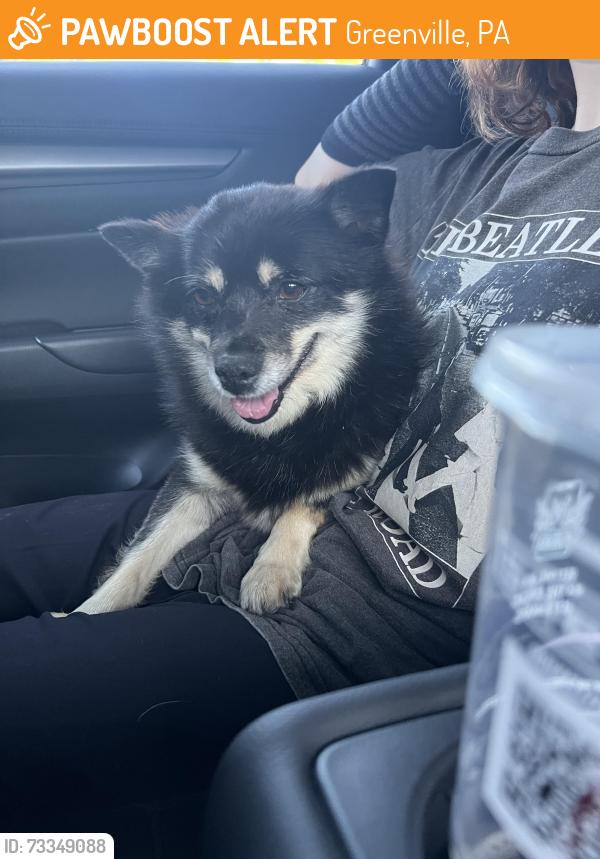 Found/Stray Female Dog last seen Shetler’s Supplies, Greenville, PA 16125