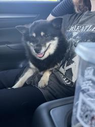 Found/Stray Female Dog last seen Shetler’s Supplies, Greenville, PA 16125