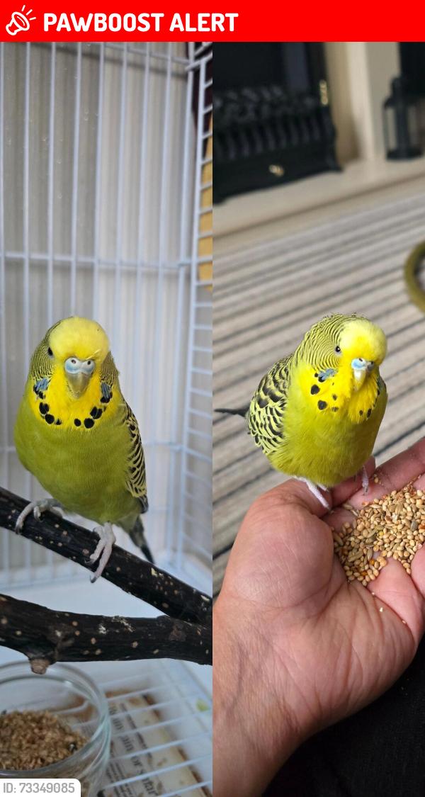 Lost Female Bird last seen Larkfield, New Hythe, England ME20 6UU
