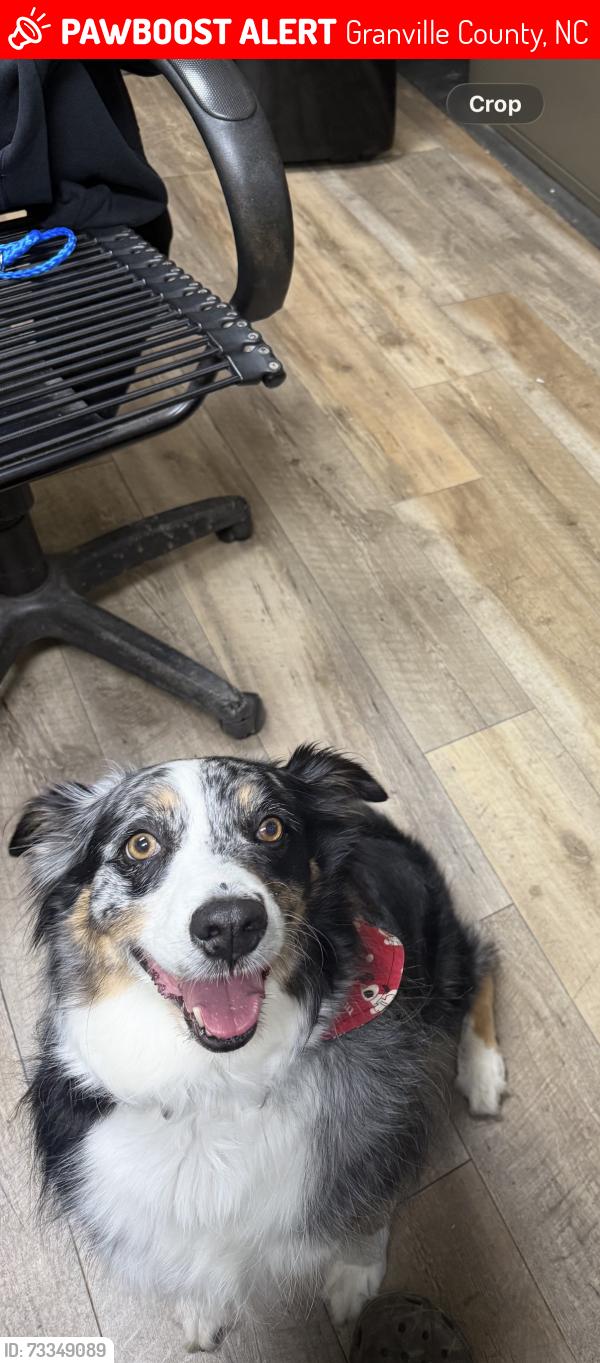 Lost Female Dog last seen Wilton, Nc, Granville County, NC 27525