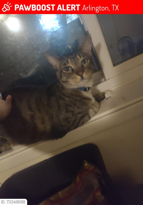 Lost Male Cat last seen Duff elementary, Arlington, TX 76013