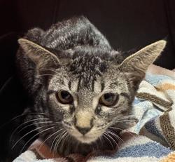 Shelter Stray Female Cat last seen , 600 Aviation Dr, Camarillo, CA 93010, USA