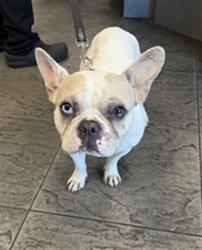 Shelter Stray Female Dog last seen , 11361 W Pico Blvd, Los Angeles, CA 90064, USA