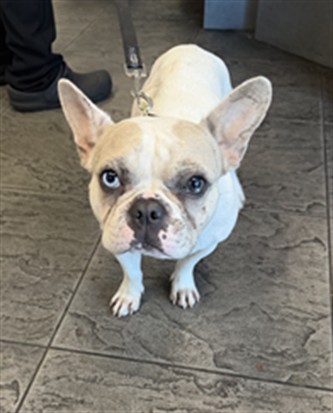 Shelter Stray Female Dog last seen , 11361 W Pico Blvd, Los Angeles, CA 90064, USA