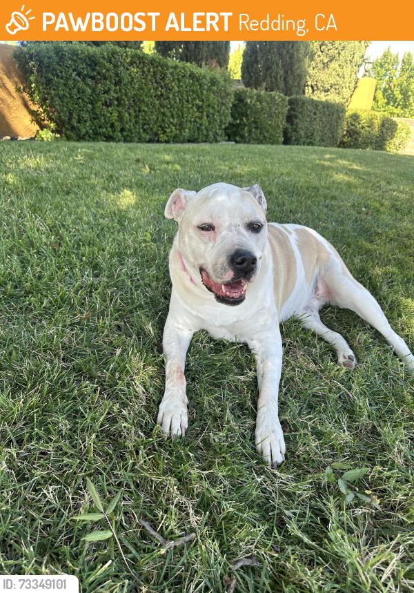 Found/Stray Female Dog last seen Hartnell, Redding, CA 96002