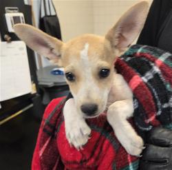Shelter Stray Male Dog last seen 299TH AVE AND PATTON RD, 2500 S 27th Ave, Phoenix, AZ 85009, USA