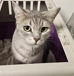 Shelter Stray Female Cat last seen Near BLOCK JOHNSON RD, BAKERSFIELD CA 93314, 3951 Fruitvale Ave, Bakersfield, CA 93308, USA