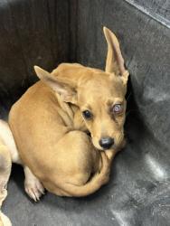 Shelter Stray Male Dog last seen 299TH AVE AND PATTON RD, 2500 S 27th Ave, Phoenix, AZ 85009, USA