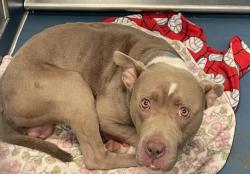 Shelter Stray Male Dog last seen Near BLOCK WYOMING AVE, DETROIT, MI 48221, 7401 Chrysler Dr, Detroit, MI 48211, USA