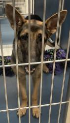 Shelter Stray Male Dog last seen Near BLOCK E FERRY DETROIT MICHIGAN 48211, 7401 Chrysler Dr, Detroit, MI 48211, USA