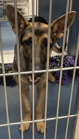 Shelter Stray Male Dog last seen Near BLOCK E FERRY DETROIT MICHIGAN 48211, 7401 Chrysler Dr, Detroit, MI 48211, USA