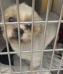 Shelter Stray Male Dog last seen PINEHURST & MARGARETA DETROIT,MI 48238, 7401 Chrysler Dr, Detroit, MI 48211, USA
