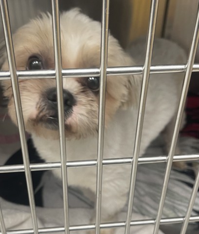 Shelter Stray Male Dog last seen PINEHURST & MARGARETA DETROIT,MI 48238, 7401 Chrysler Dr, Detroit, MI 48211, USA