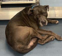 Shelter Stray Male Dog last seen Near BLOCK ATENTER DETROIT MI 48207, 7401 Chrysler Dr, Detroit, MI 48211, USA
