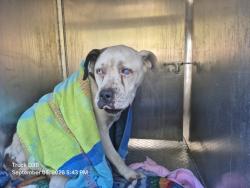 Shelter Stray Male Dog last seen Near BLOCK MURRAY HILL ST, DETROIT, MI 48235, 7401 Chrysler Dr, Detroit, MI 48211, USA