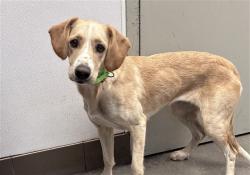 Shelter Stray Female Dog last seen , 4000 N Silverbell Rd, Tucson, AZ 85745, USA
