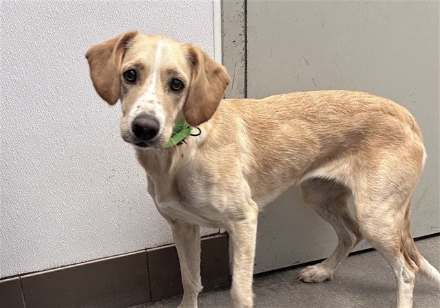 Shelter Stray Female Dog last seen , 4000 N Silverbell Rd, Tucson, AZ 85745, USA