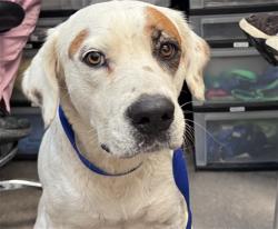 Shelter Stray Female Dog last seen , 4000 N Silverbell Rd, Tucson, AZ 85745, USA