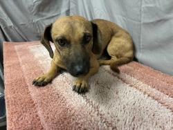 Shelter Stray Male Dog last seen , 38550 Sierra Hwy, Palmdale, CA 93550, USA