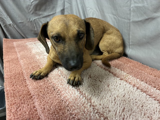 Shelter Stray Male Dog last seen , 38550 Sierra Hwy, Palmdale, CA 93550, USA