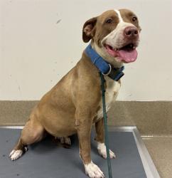 Shelter Stray Female Dog last seen , 38550 Sierra Hwy, Palmdale, CA 93550, USA