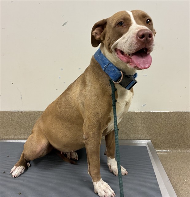 Shelter Stray Female Dog last seen , 38550 Sierra Hwy, Palmdale, CA 93550, USA