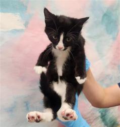 Shelter Stray Male Cat last seen GERONA PL / ZAMORA DR, 9150 Union Park Way, Elk Grove, CA 95624, USA