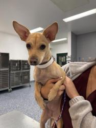 Shelter Stray Female Dog last seen CAMEO PALMS DR /HIGHLAND PALMS DR, LA QUINTA CA, 72050 Pet Land Pl, Thousand Palms, CA 92276, USA