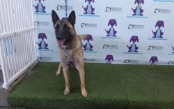 Shelter Stray Female Dog last seen , 2769 Conroy Rd, Orlando, FL 32839, USA