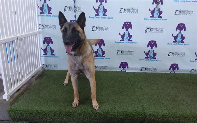 Shelter Stray Female Dog last seen , 2769 Conroy Rd, Orlando, FL 32839, USA
