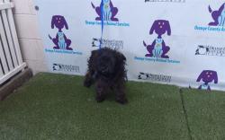 Shelter Stray Male Dog last seen , 2769 Conroy Rd, Orlando, FL 32839, USA