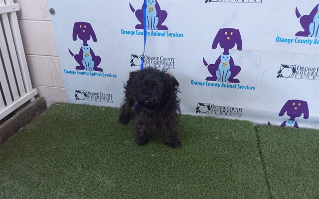 Shelter Stray Male Dog last seen , 2769 Conroy Rd, Orlando, FL 32839, USA