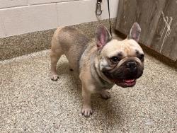 Shelter Stray Male Dog last seen Near BLOCK EUDORA ST, COLORADO SPRINGS CO 80911, 610 Abbot Ln, Colorado Springs, CO 80905, USA