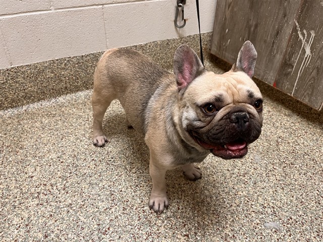 Shelter Stray Male Dog last seen Near BLOCK EUDORA ST, COLORADO SPRINGS CO 80911, 610 Abbot Ln, Colorado Springs, CO 80905, USA